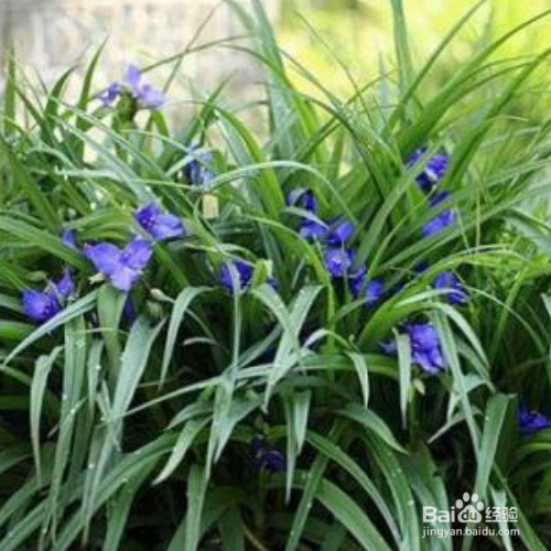 紫露草为什么叶子变黄了?