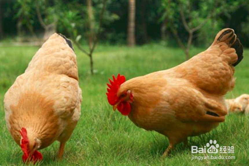 蛋鸡怎样高产
