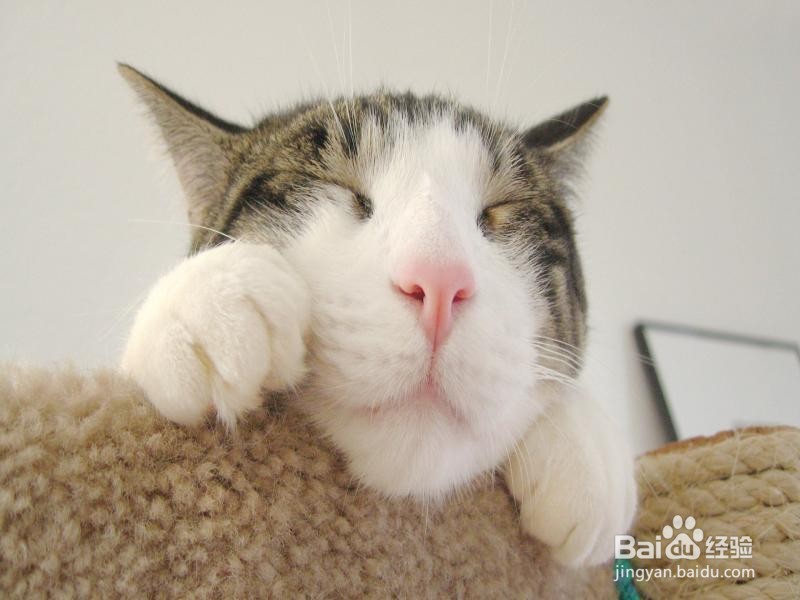 养猫有什么好处呢
