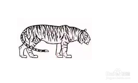 老虎的素描画法