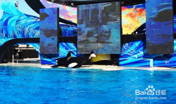 上海海昌海洋公园攻略