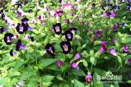 适合夏天养的花