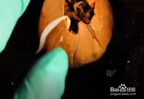 怎样在家种植南瓜、花生和核桃