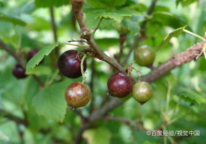 孕期、坐月子能吃黑加仑吗