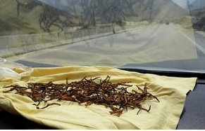 冬虫夏草的保存方法