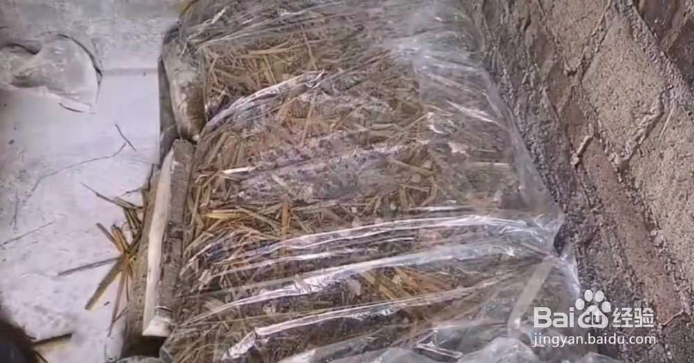 用稻草发平菇快速发菌秘诀与方法