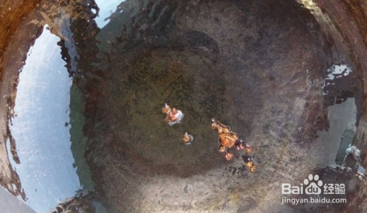 虾皮菜花白萝卜汤