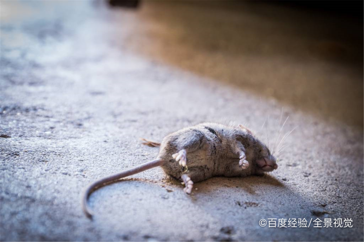 房间有老鼠如何灭鼠