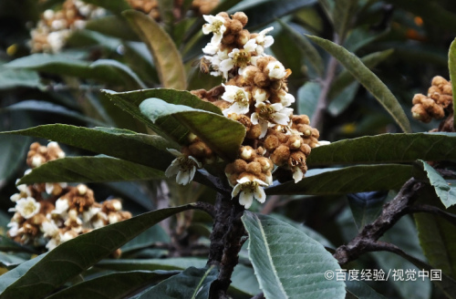 枇杷花的作用有哪些