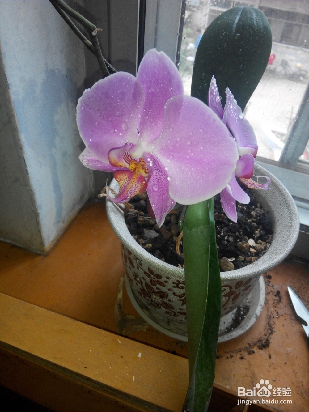 蝴蝶兰换土要提前准备