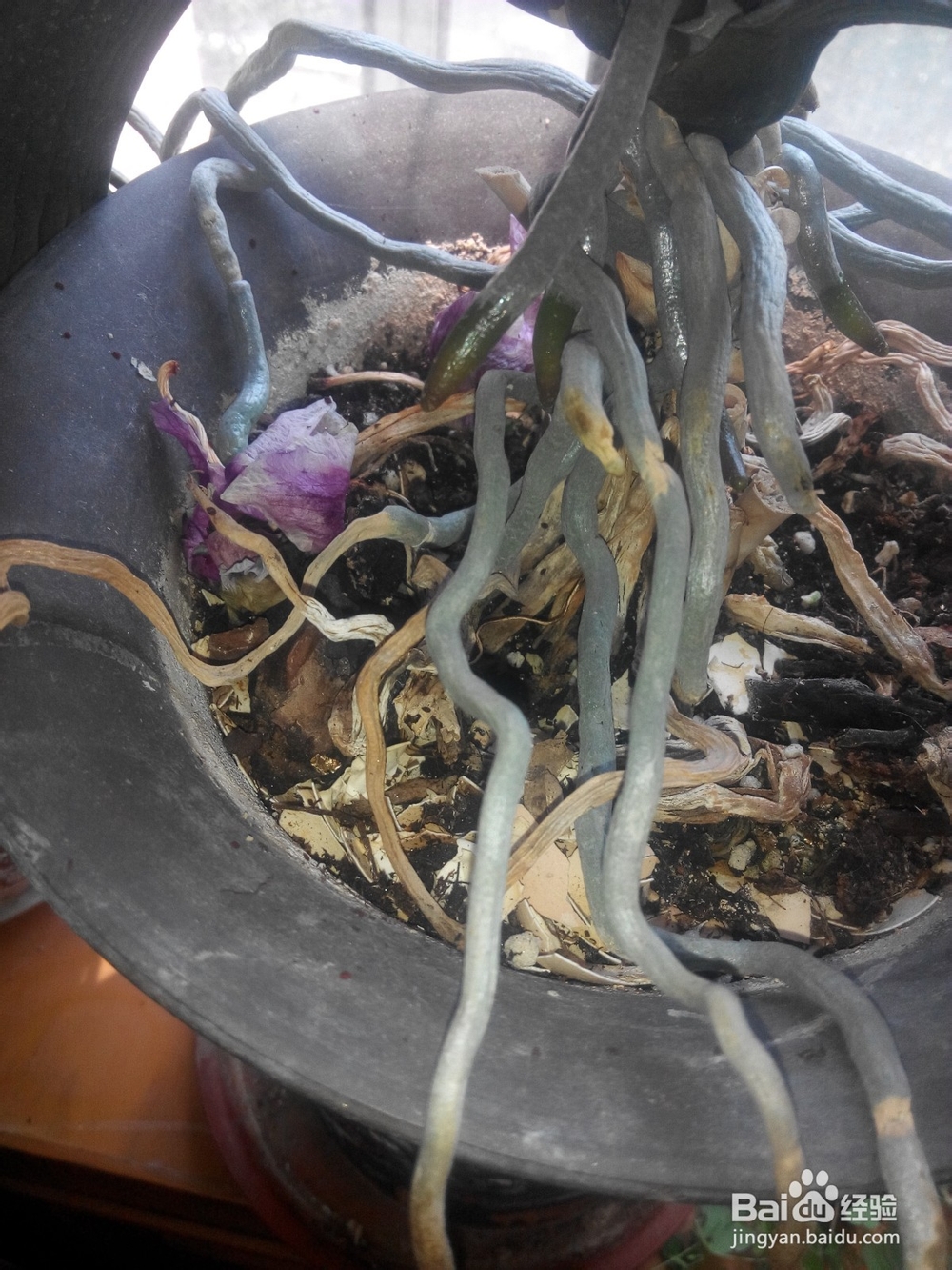 蝴蝶兰换土要提前准备