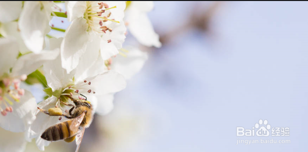 蜂蜜花粉的功效与作用及食用方法