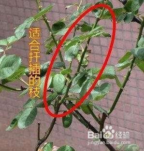 新手怎么扦插月季