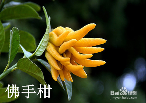 现在起,改善失眠用精油