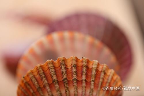 贝壳类动物是怎么繁殖的 百度经验