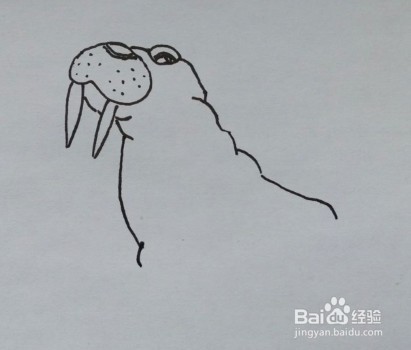 儿童简笔画：如何一步一步画一头海象