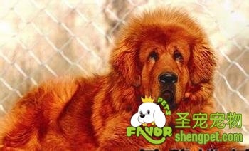 藏獒分为几种有什么区别