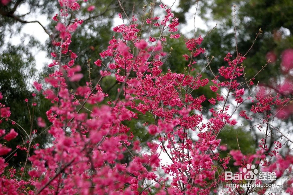 勿忘我怎么养成干花