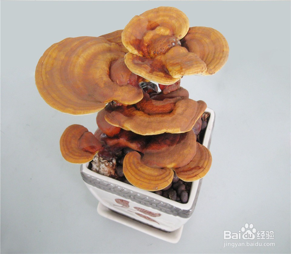 活体灵芝盆景怎么养