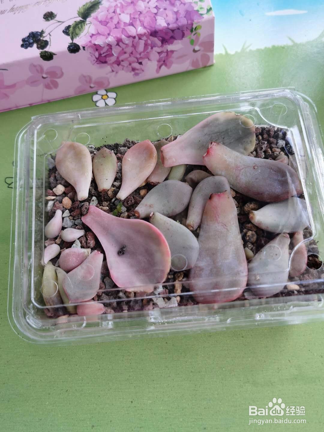 多肉如何叶插爆芽更快