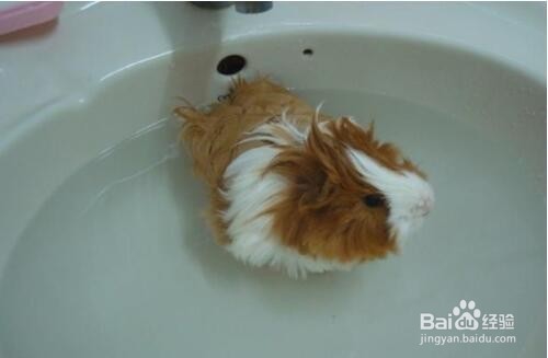 荷兰猪怎么洗澡