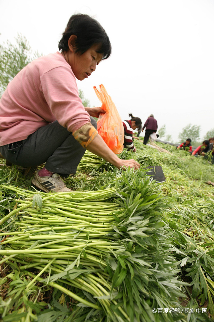 婴幼儿能吃芦蒿吗