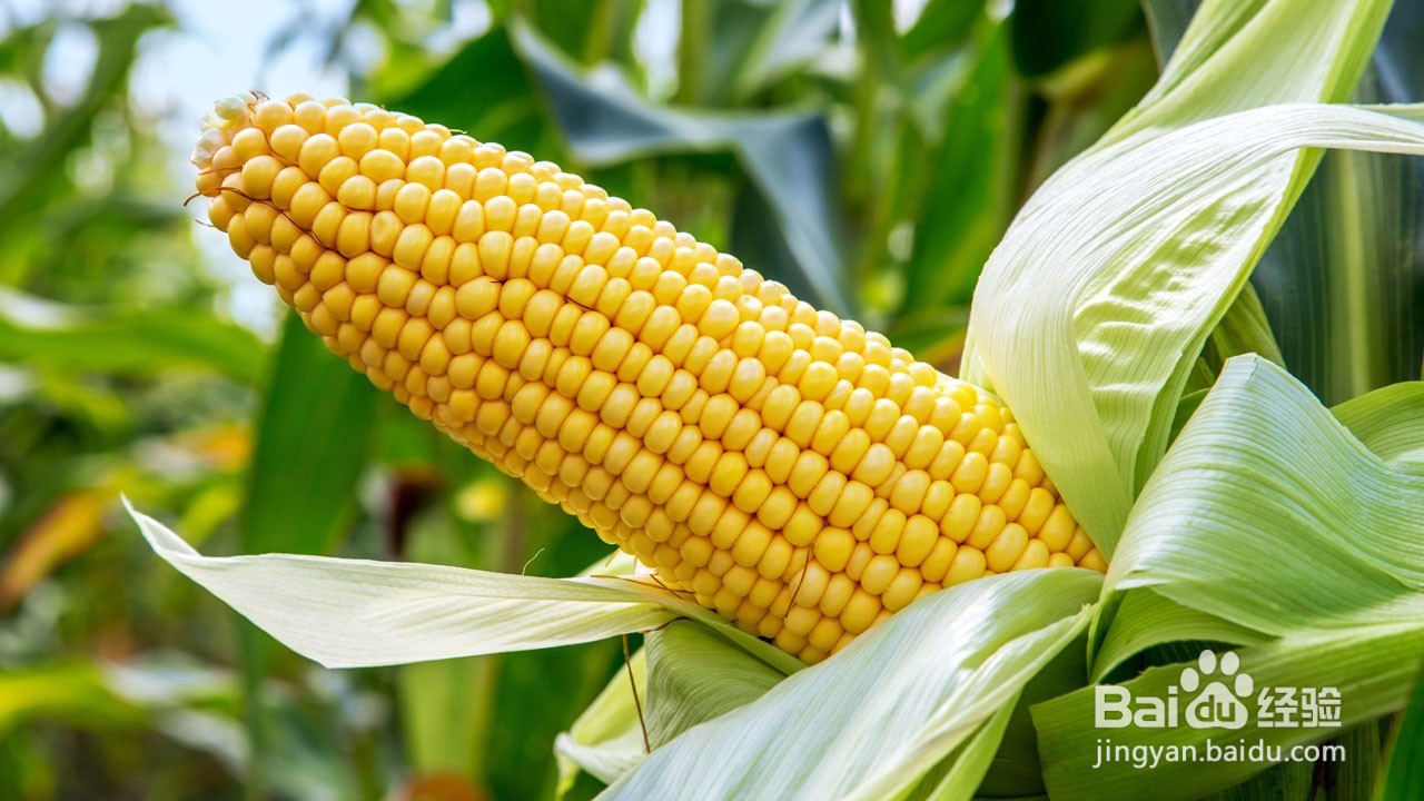 缓解孕妇便秘的食物