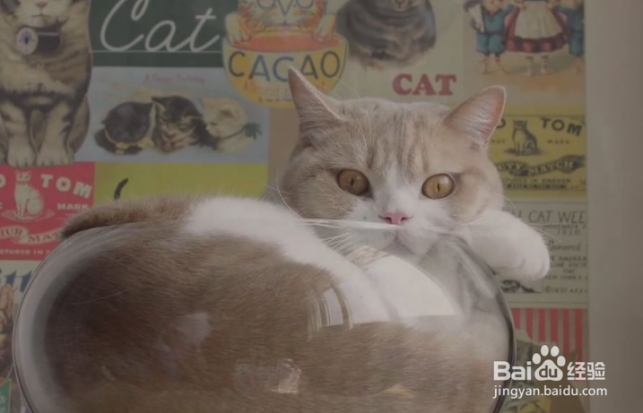 猫毛处理小妙招