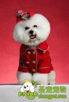 比熊与贵宾犬及西高地白梗的区别