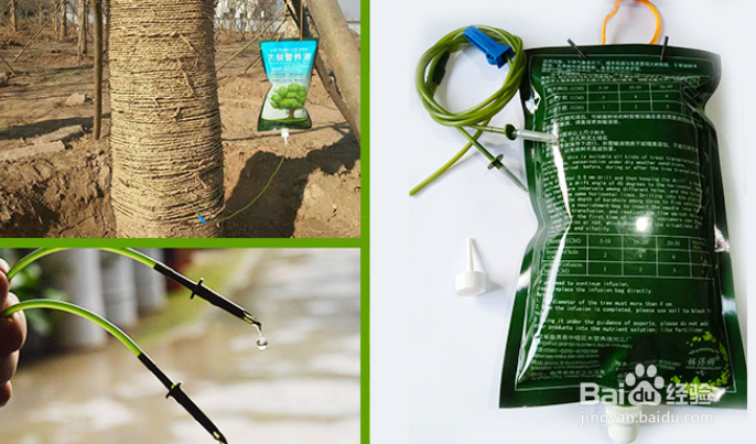 大树营养吊针如何吊