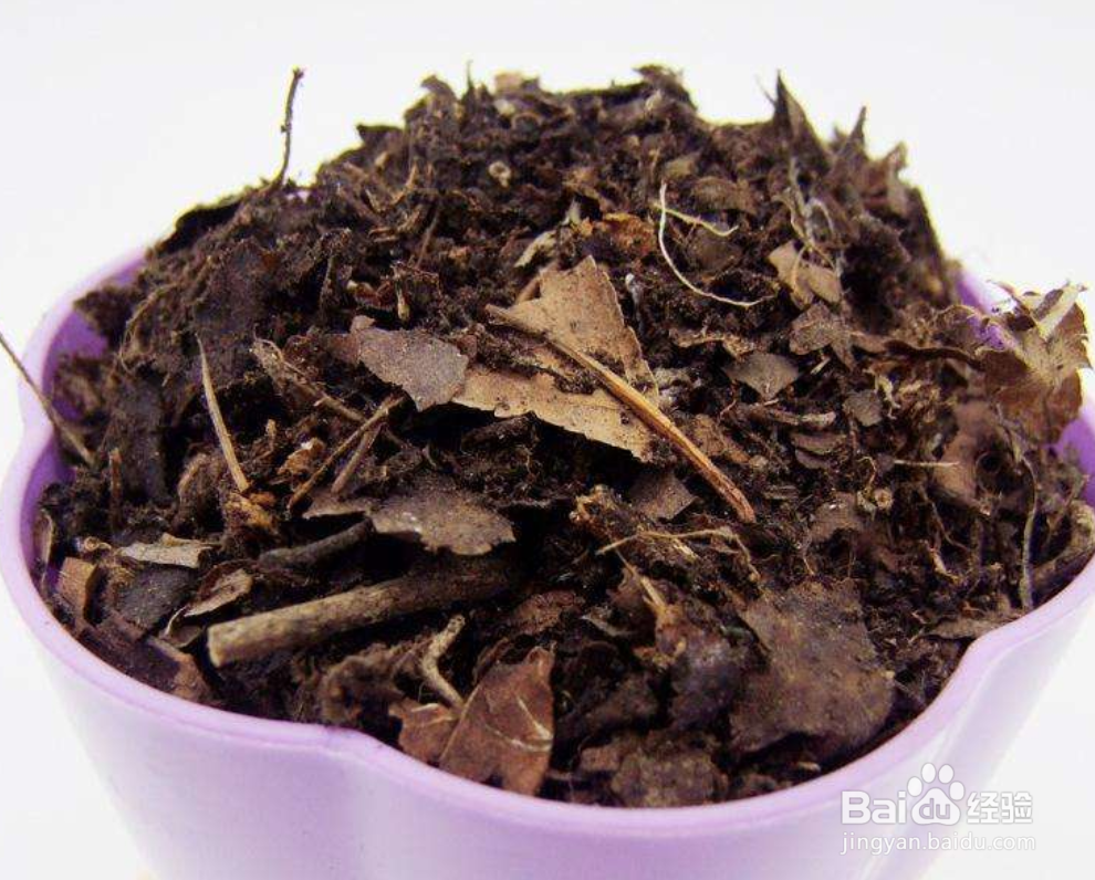 花毛茛种球种植方法