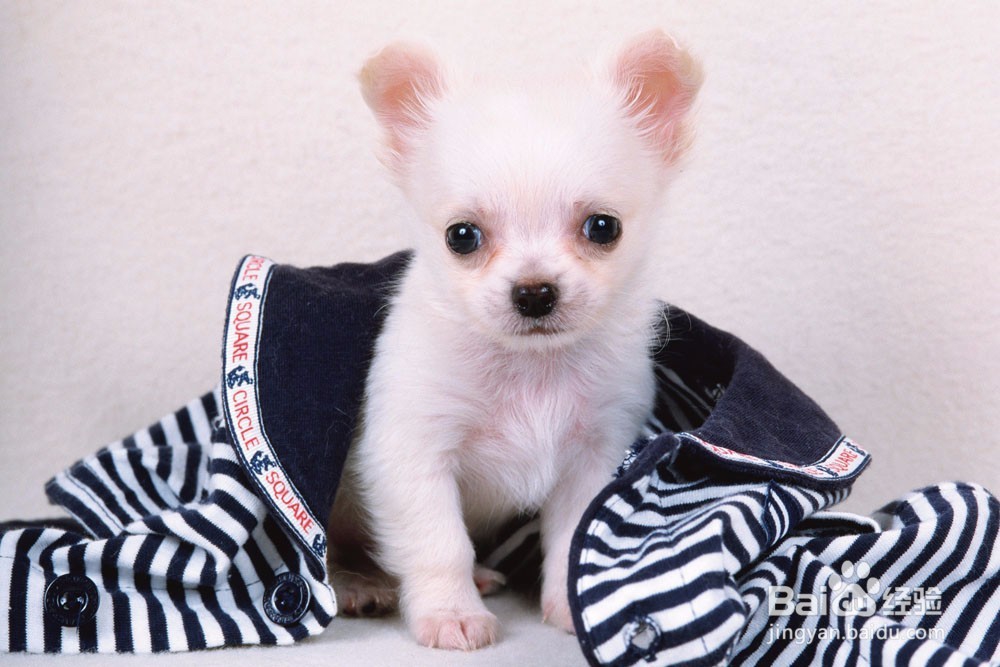 为什么要给狗狗洗澡?