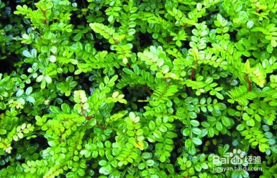 植物营养液怎么配