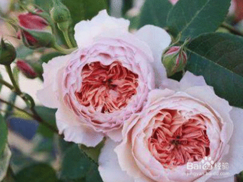 家庭养花注意事项 怎么浇水 百度经验