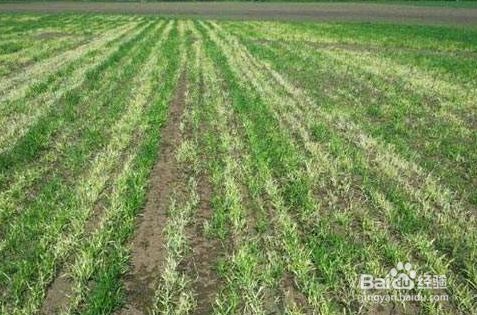 除草剂药害如何解救 百度经验