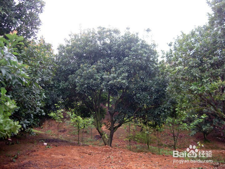 杨梅树早衰怎么办