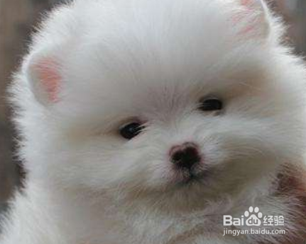 3个月的小博美怎么养