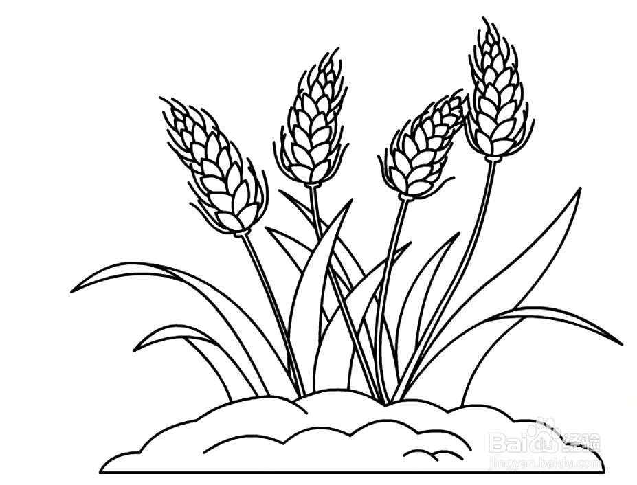 一片小麦的简笔画图片