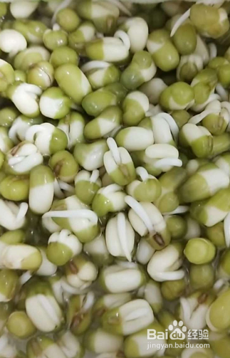 绿豆芽怎么生粗壮又白