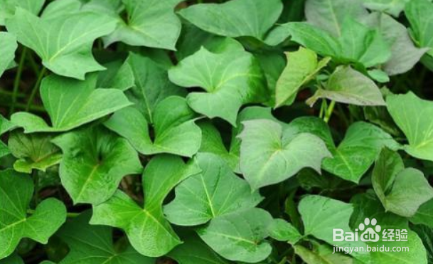 红薯种子怎么育苗