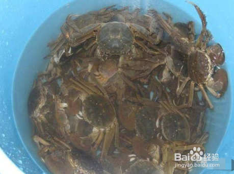 大闸蟹如何保鲜保活