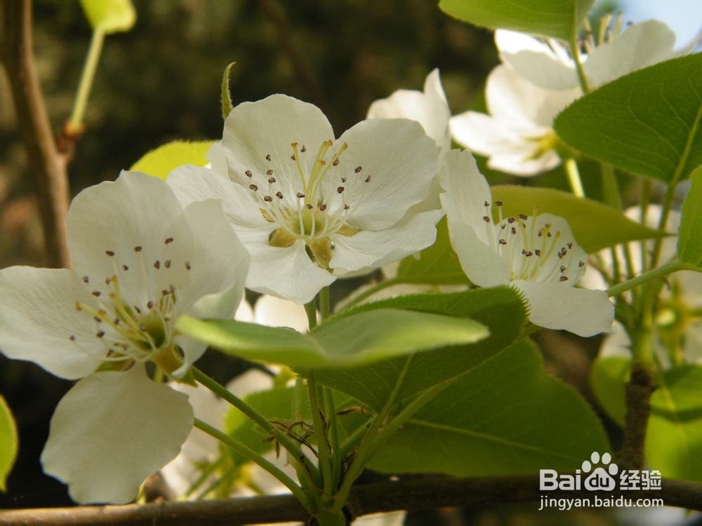 美丽的兰州：[2]春季花朵一景
