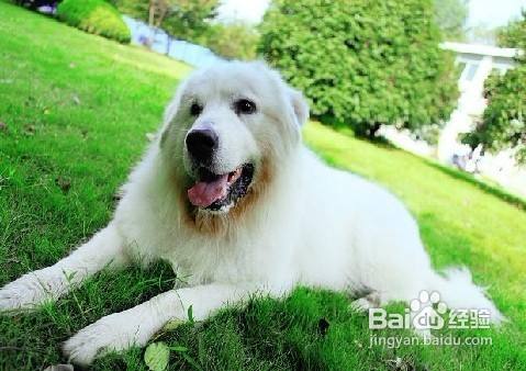 大白熊犬喜欢乱咬东西的原因及解决方法 百度经验