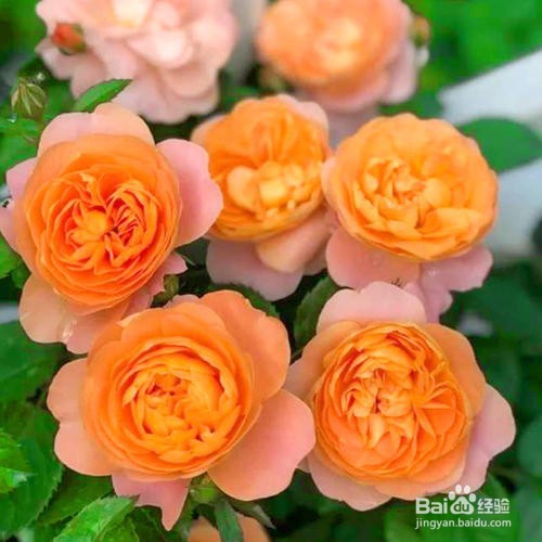 最抗病耐热好养的月季