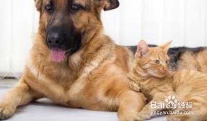 养狗又养猫，狗和猫怎么相处