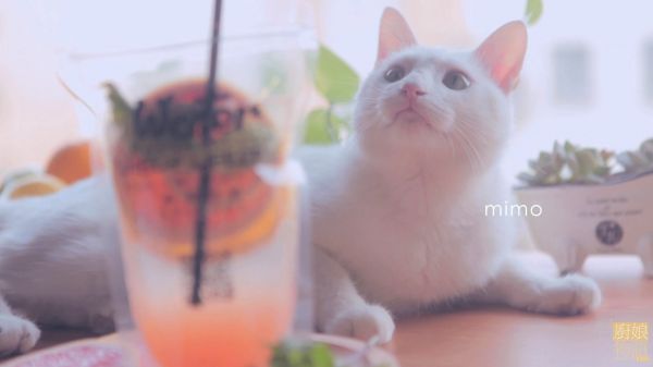 橙子西柚排毒水