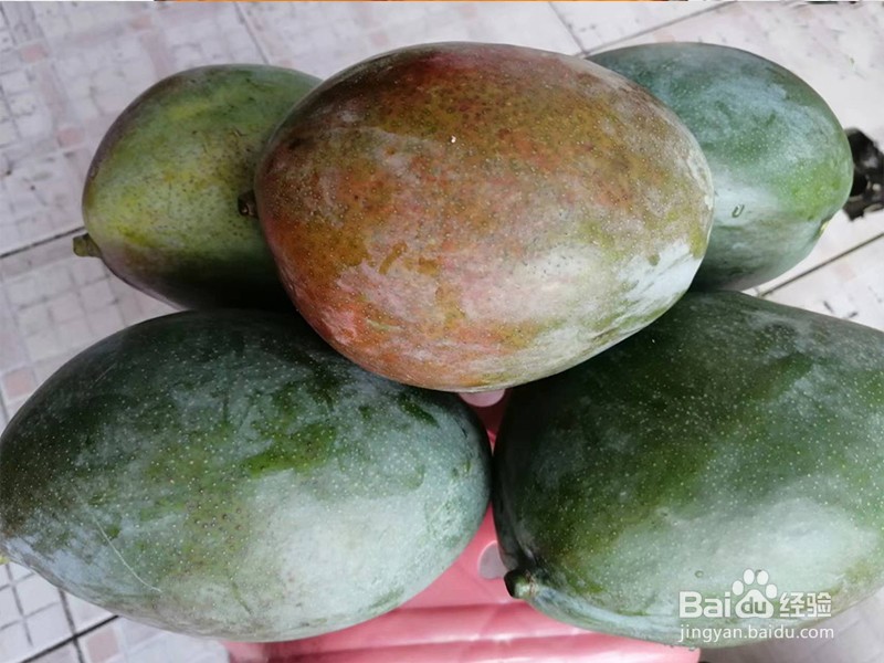 桂七芒果怎么放熟