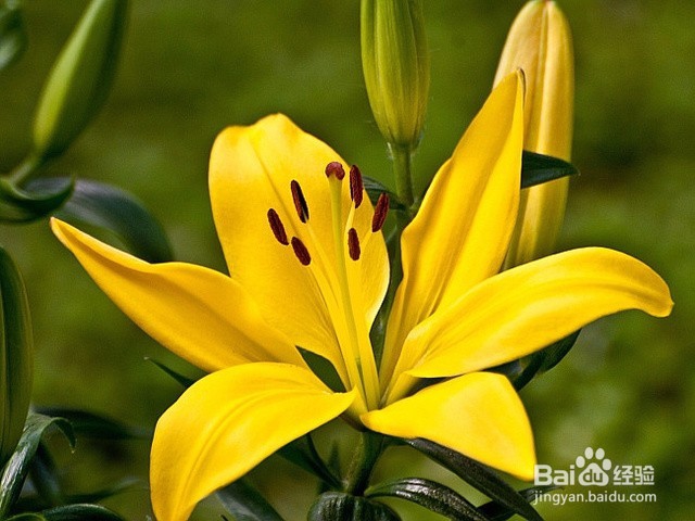 卧室里放这些花会有这么大的危害千万不能放