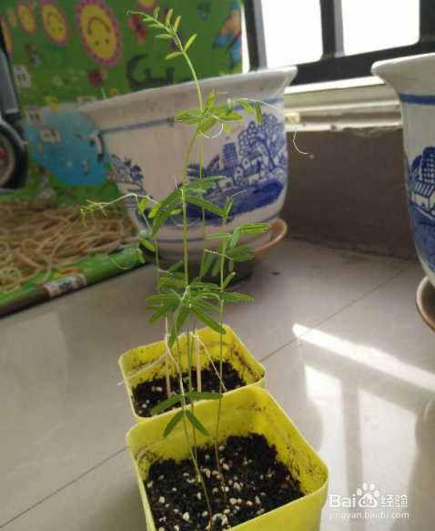 文竹种子的种植方法和注意事项