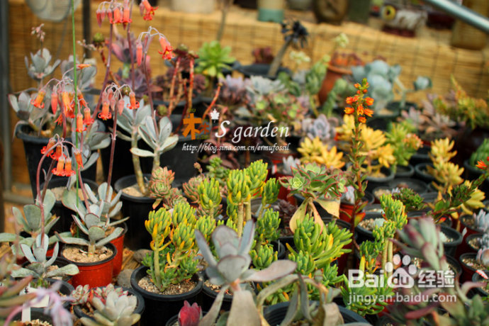 植物摄影小窍门+皮神山大王记